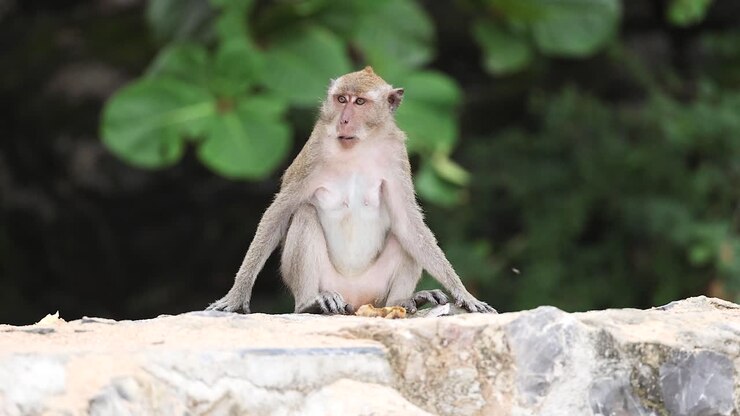 A monkey sits and observes on a beach