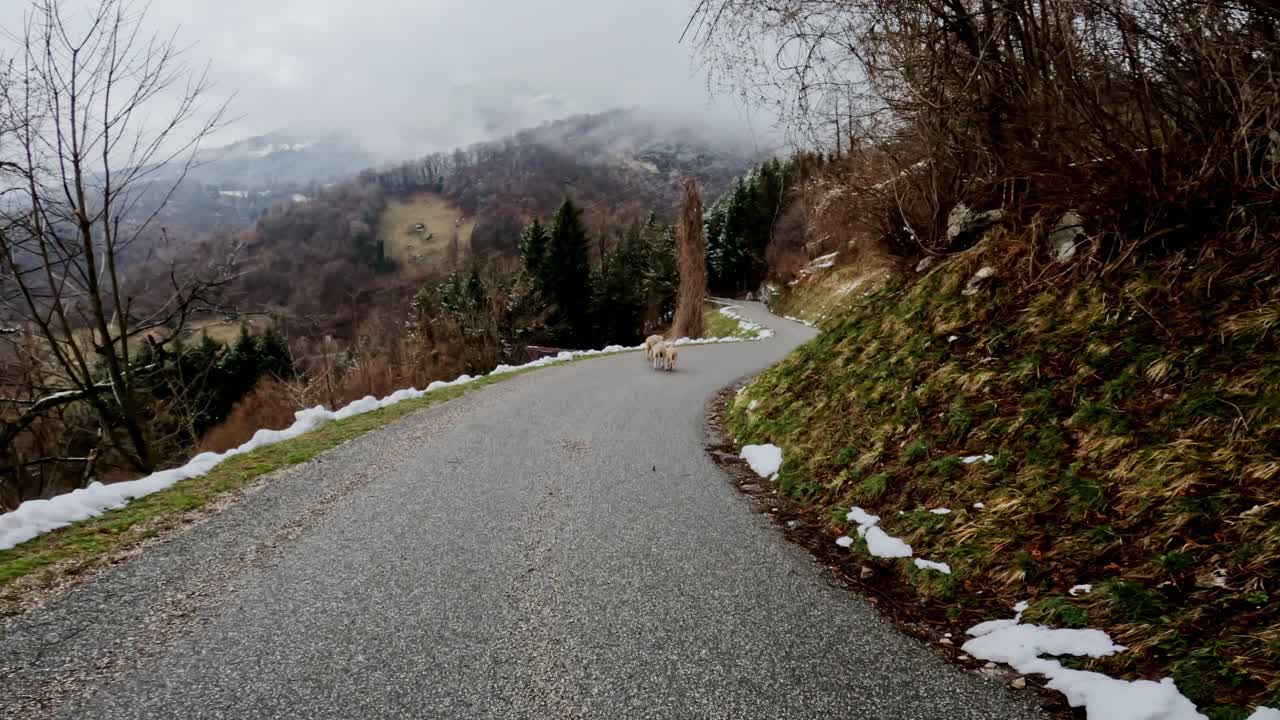 A peaceful flock of sheep moves along quiet and narrow mountain road in Slovenia