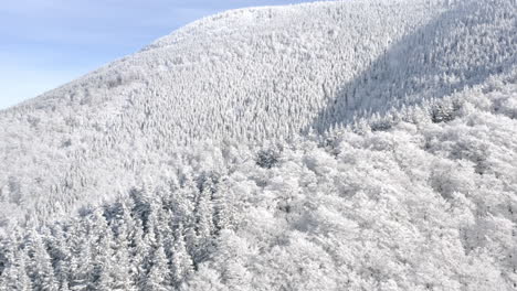 aerial shot of natural mountain forest landscape during winter, trees white snow capped