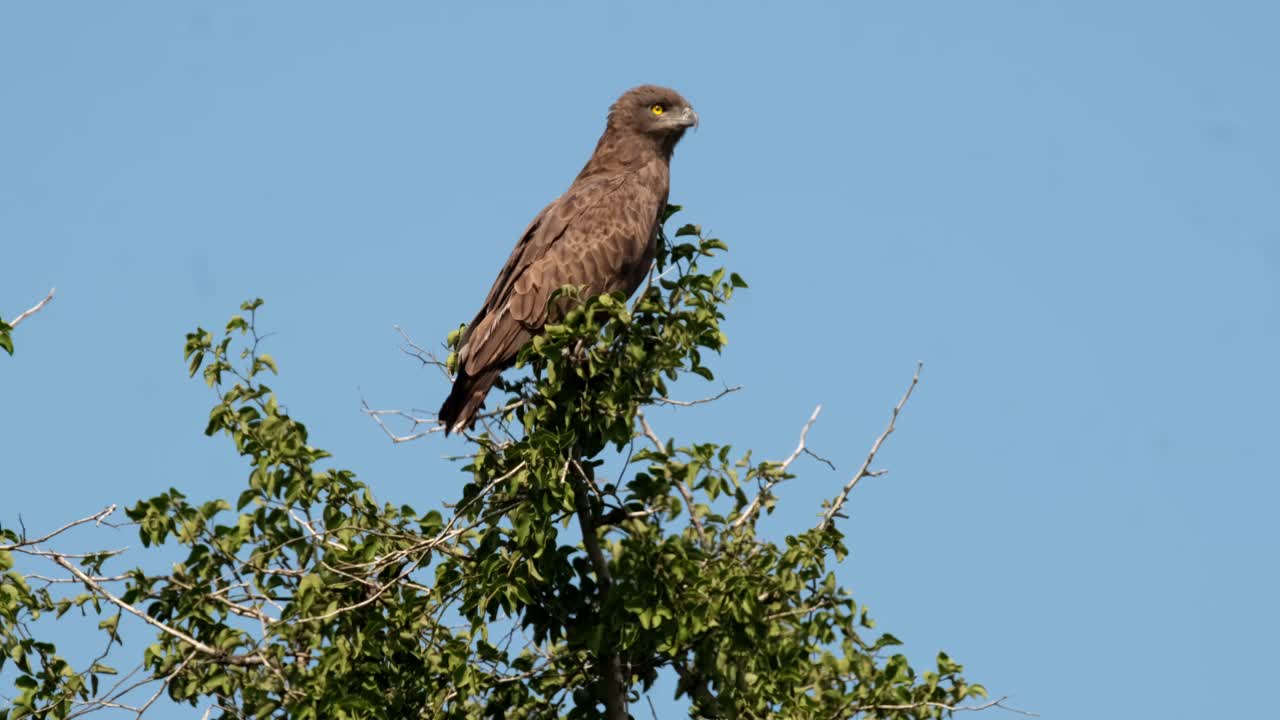 águila marrón sentada en un árbol