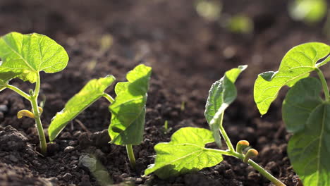 macro pan of seedlings from a farm