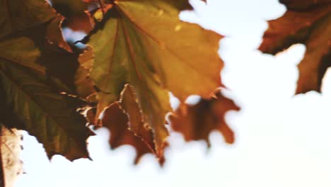 Hojas-De-Roble-Otoñales-Bajo-El-Brillante-Sol-De-Otoño