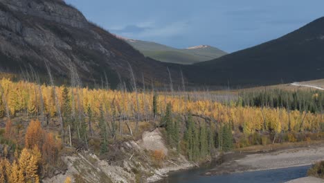 a slow moving aerial drone rises up above a forest of evergreen and aspen trees yellowing in autumn in the red deer river valley near ya ha tinda ranch alberta, canada