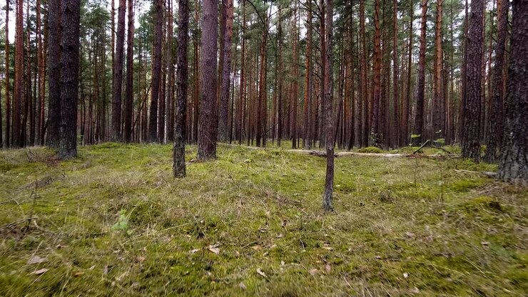 Foresta di pini selvaggia con muschio verde sotto gli alberi, lenta ripresa aerea che si muove bassa tra gli alberi in una giornata primaverile nuvolosa, telecamera che avanza.