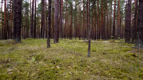 bosque de pinos silvestres con musgo verde debajo de los árboles, tiro aéreo lento moviéndose bajo entre árboles en un día de primavera nublado, cámara avanzando