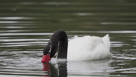 close up of a black-necked swan looking for food underwater while swimming on a lake