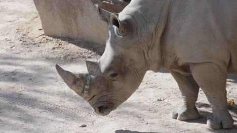 static-shot-of-a-rhinoceros-walking