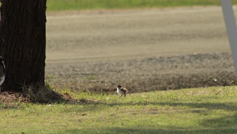 un pollito enmascarado, un pájaro que camina y picotea la hierba al lado de la carretera