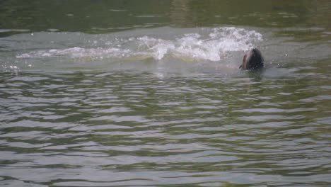 Lobos-Marinos-Juguetones-Nadando,-Sacando-La-Cabeza-Por-Encima-Del-Agua