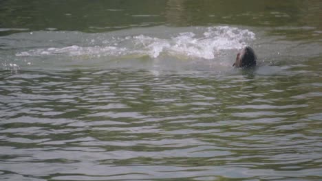 playful fur seals swimming around, sticking their heads above the water