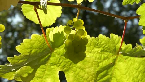 uvas verdes y hojas de vino a la luz del sol (bucle sin costuras)