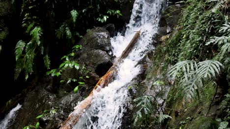 a clear mountain stream rushes over rocks and logs, forming a small waterfall surrounded by lush green ferns in natural daylight. camera remains steady