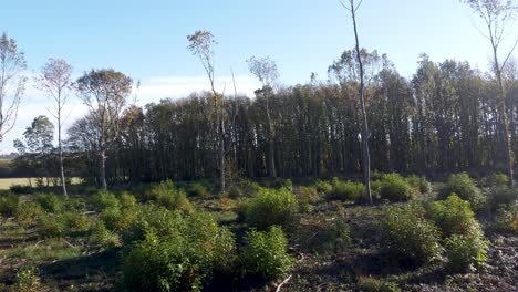 Low-level-drone-flying-through-thin-trees