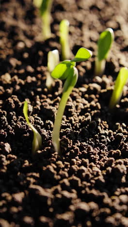 sprouting seedlings in soil