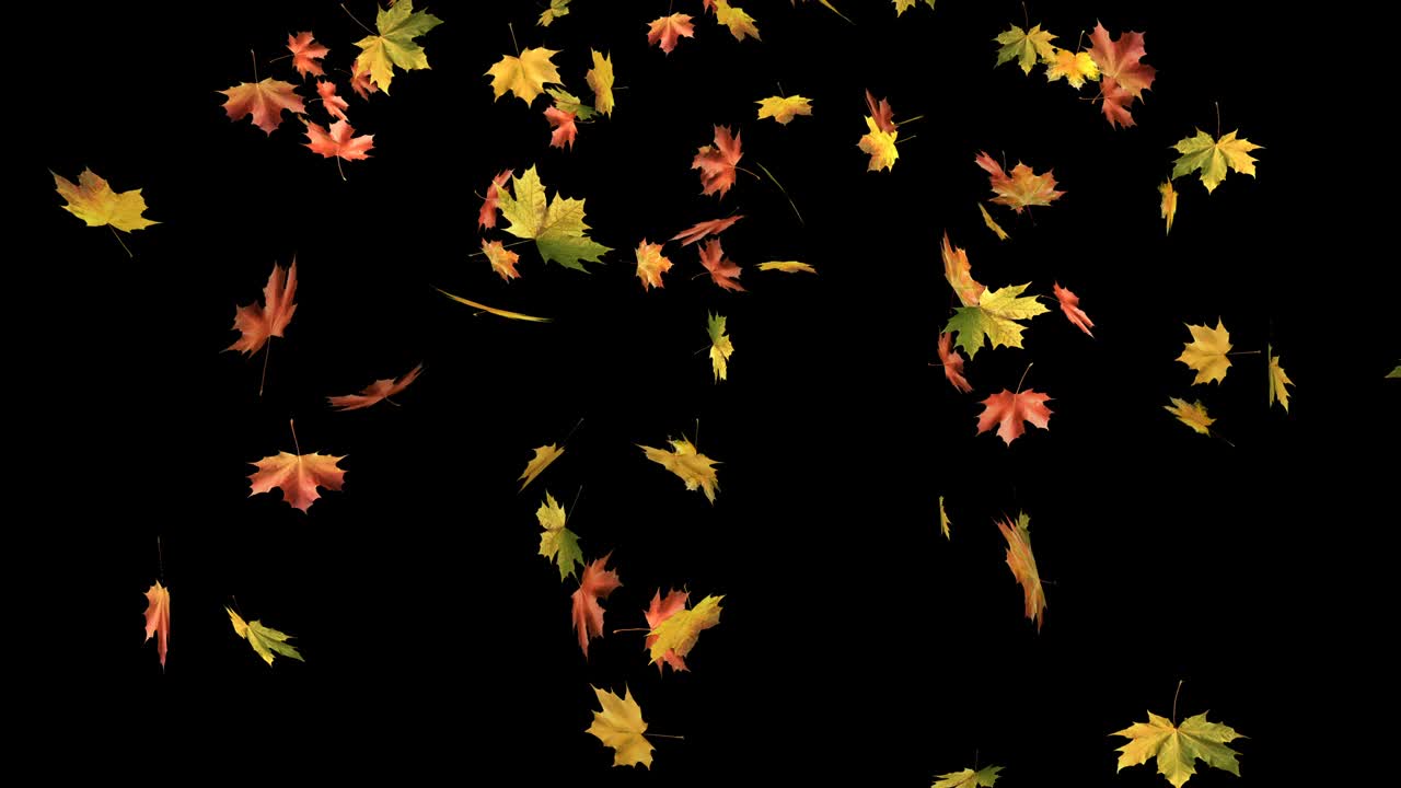 검은 바탕에 떨어지는 메이플 가을 잎.