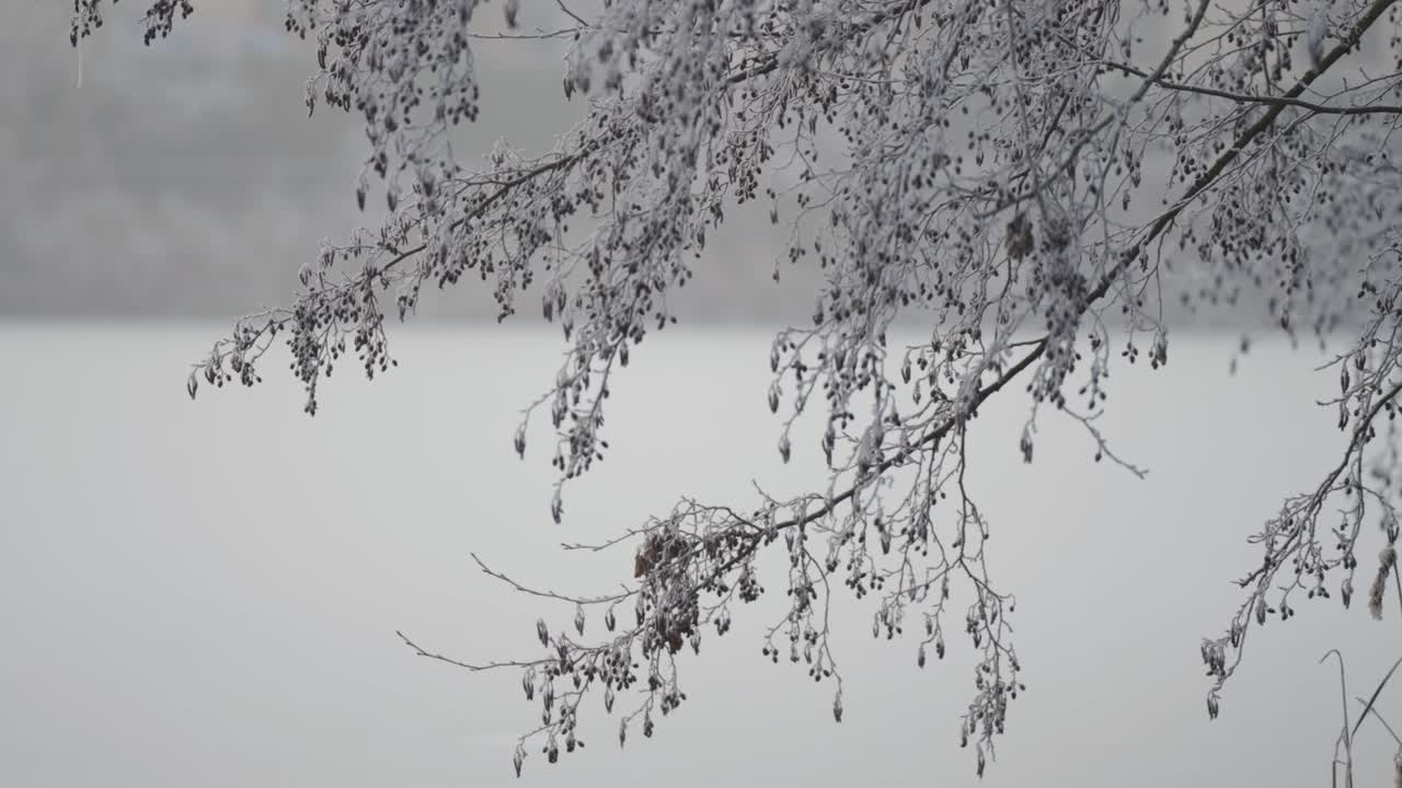 Dark, slender branches with small seed cones are covered with a delicate lace of hoarfrost hang above the frozen pond. Parallax video