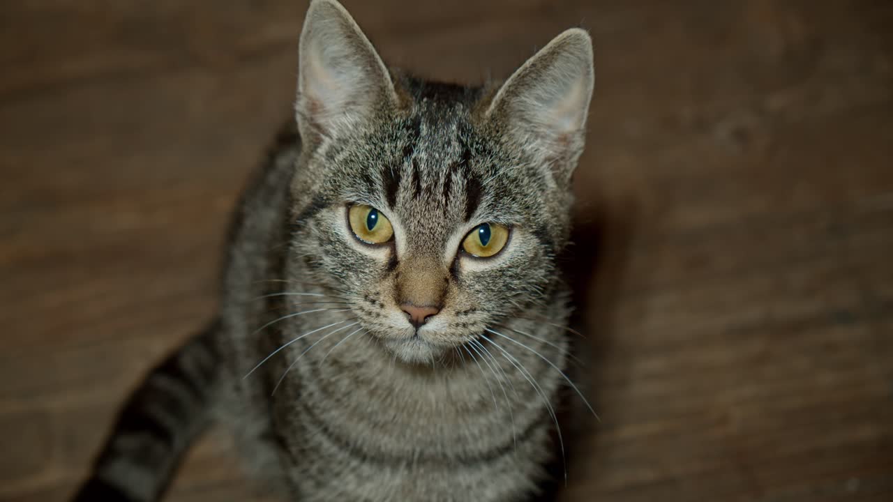 Primo piano di un bellissimo gatto giovane e grigio che guarda l'obiettivo