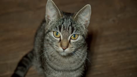 close up of a beautiful young, grey cat looking at the objective