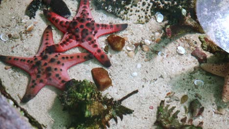 Close-up-of-the-sea-staring-at-the-bottom-of-the-sand-in-the-Asian-region