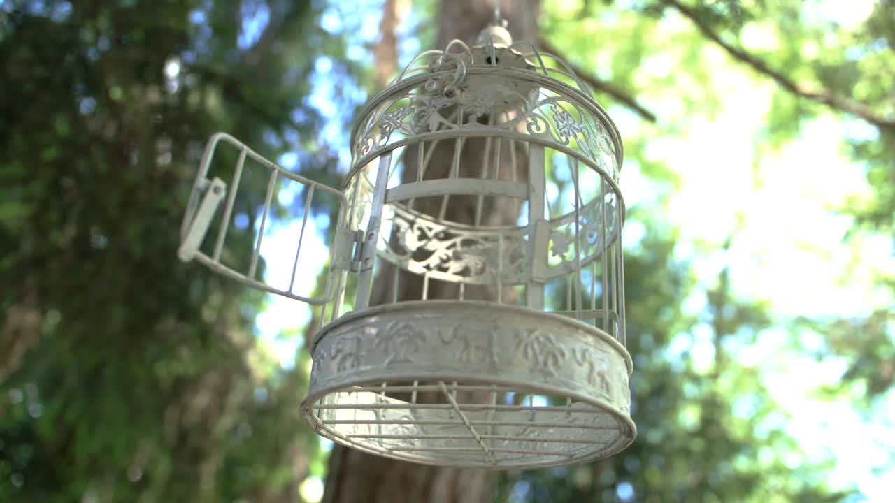 jaula de pájaros abierta colgando de un árbol