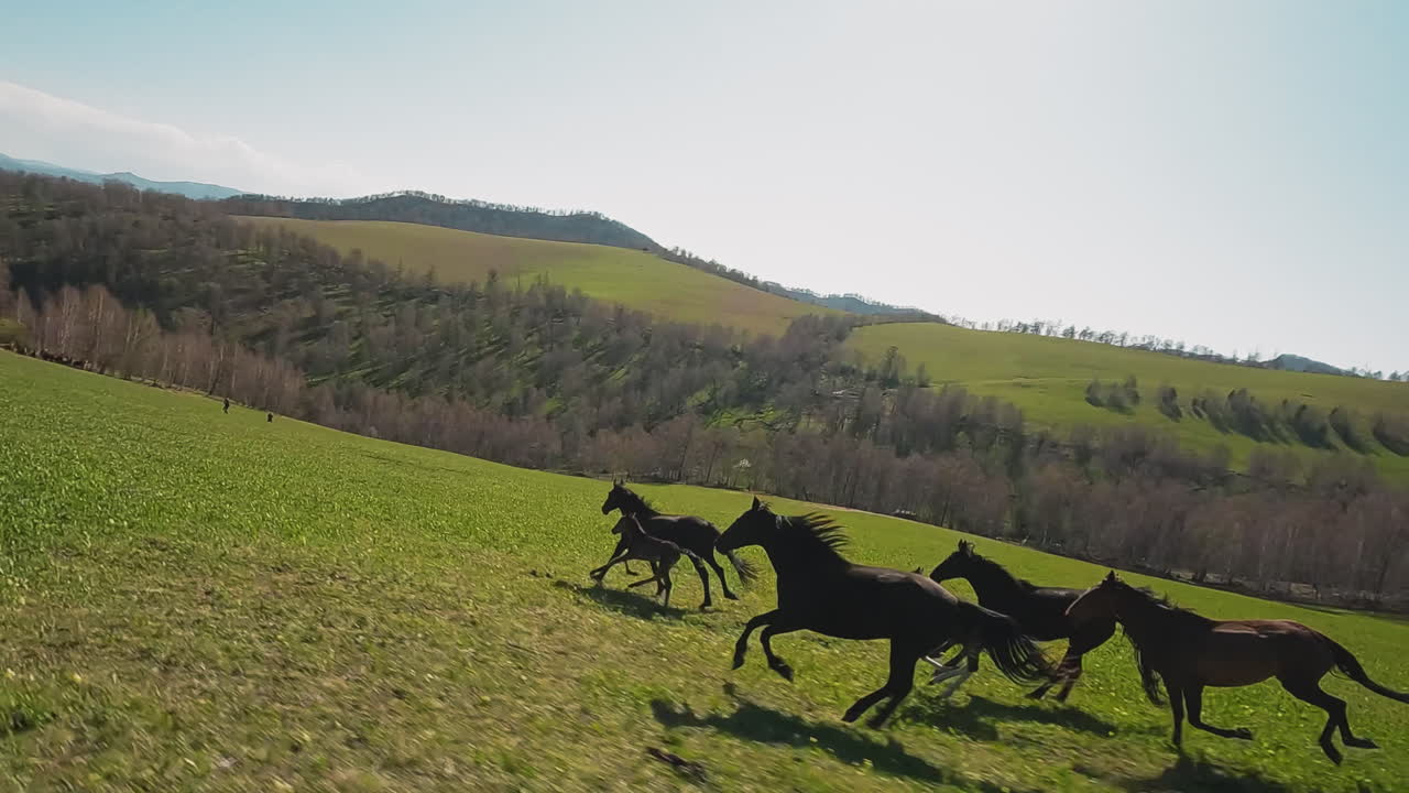 Livlige heste med sunde små føl løber op ad bakke i en dal