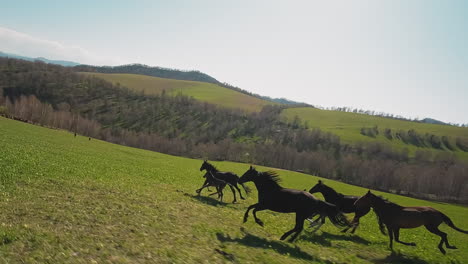 lively horses with healthy little foals run uphill in valley