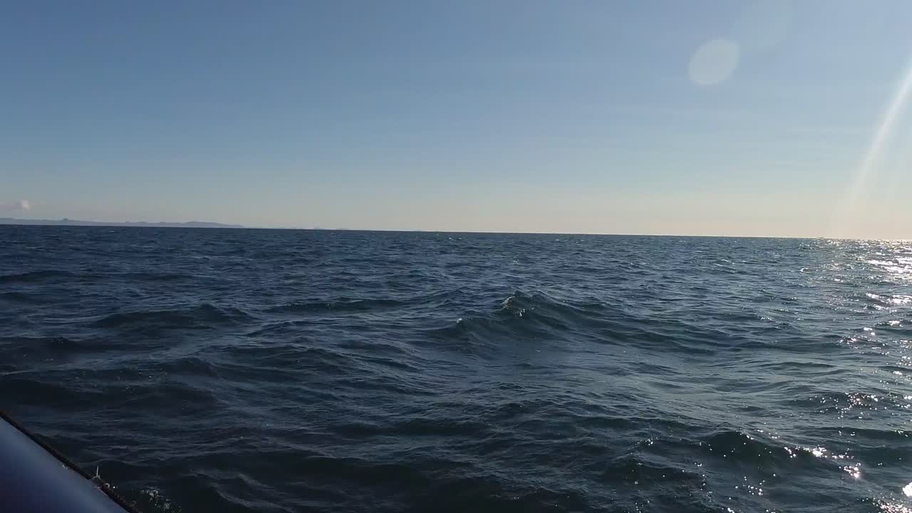 ⁇   ⁇ 어리 돌고래 들 의  ⁇