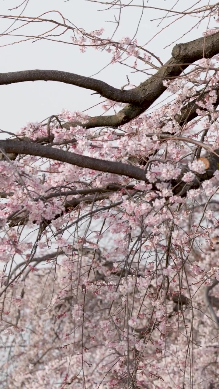 Primo piano di fiori di ciliegio rosa che ondeggiano dolcemente sui rami durante la primavera a Kyoto.