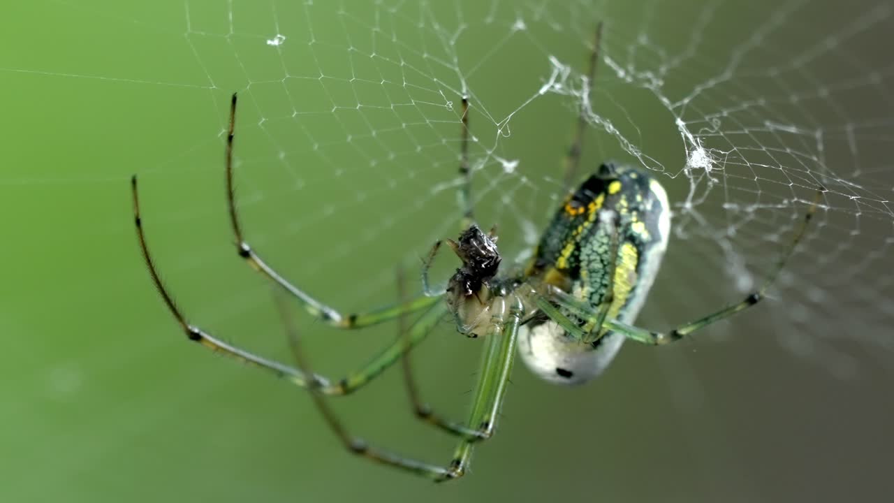 Colorful Orchard Spider (Leucauge venusta) on its Web in Natural Light