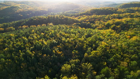 Hermosa-Toma-Aérea-Retrocediendo-Revelando-Más-Y-Más-De-Un-Bosque-Muy-Denso