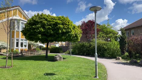 green tree in the middle of the suburbs