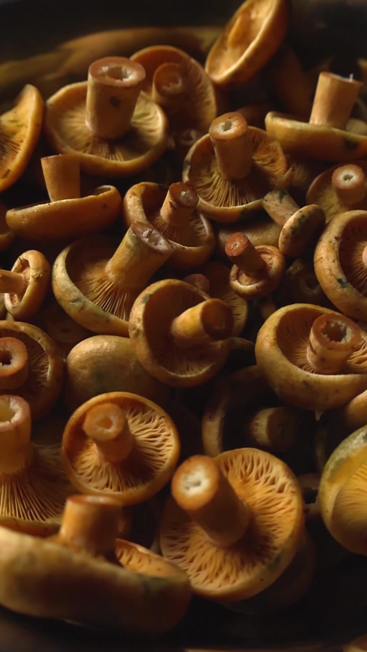 Funghi lattari deliziosi appena raccolti, anche conosciuti come Lactarius deliciosus, che ruotano in una ciotola scura su uno sfondo nero, perfetti per concetti gourmet e culinari.