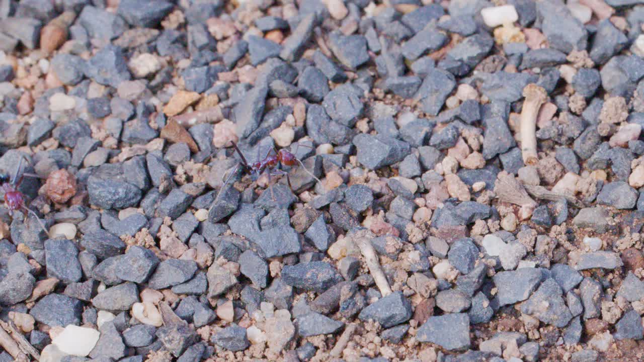Bull ants actively move among pebbles and soil at nest entrance, natural daylight, static camera
