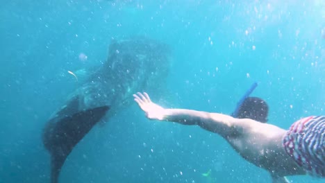 asian man wearing snorkel and mask swimming with a whale shark under the beautiful sea in oslob, cebu, philippines - underwater