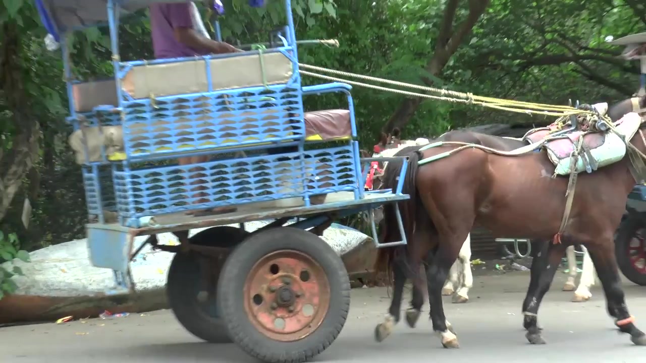 Várias carroças de cavalos esperando em seus pontos. Há um barco virado ao fundo e um dos cavalos se move. Isso foi filmado em Mumbai, Índia.