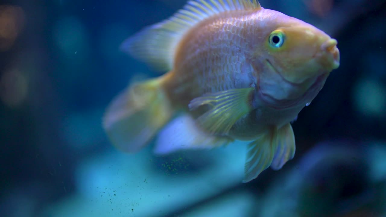 peces de colores acuario cámara lenta