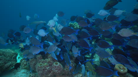 a huge school of blue surgeonfish swarm over the caribbean reef, feeding off the coral