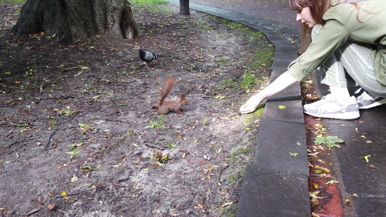 La ragazza nutre gli scoiattoli nel parco