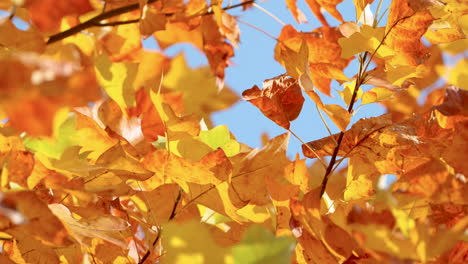 autumn colorful leaves branch background in sunlight