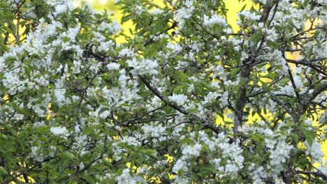 a-little-bird-perched-on-a-white-flowered-tree-in-bloom