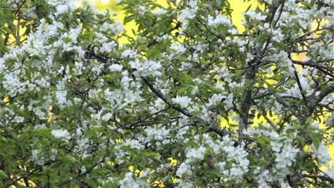 Ein-Kleiner-Vogel,-Der-Auf-Einem-Blühenden,-Weiß-Blühenden-Baum-Thront