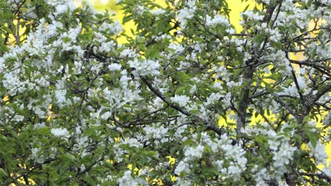un pajarito posado en un árbol de flores blancas en flor