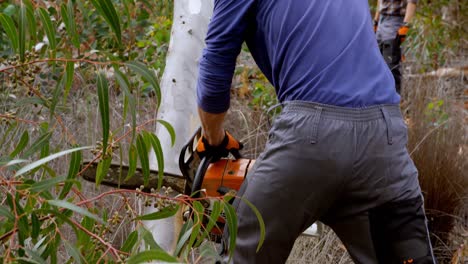 leñador cortando árbol caído en el bosque 4k