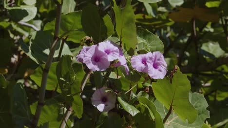 purple flowers being pollination by insects