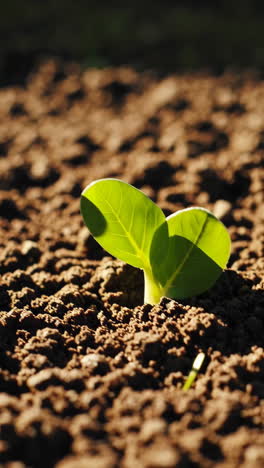 close-up of a seedling emerging from the soil