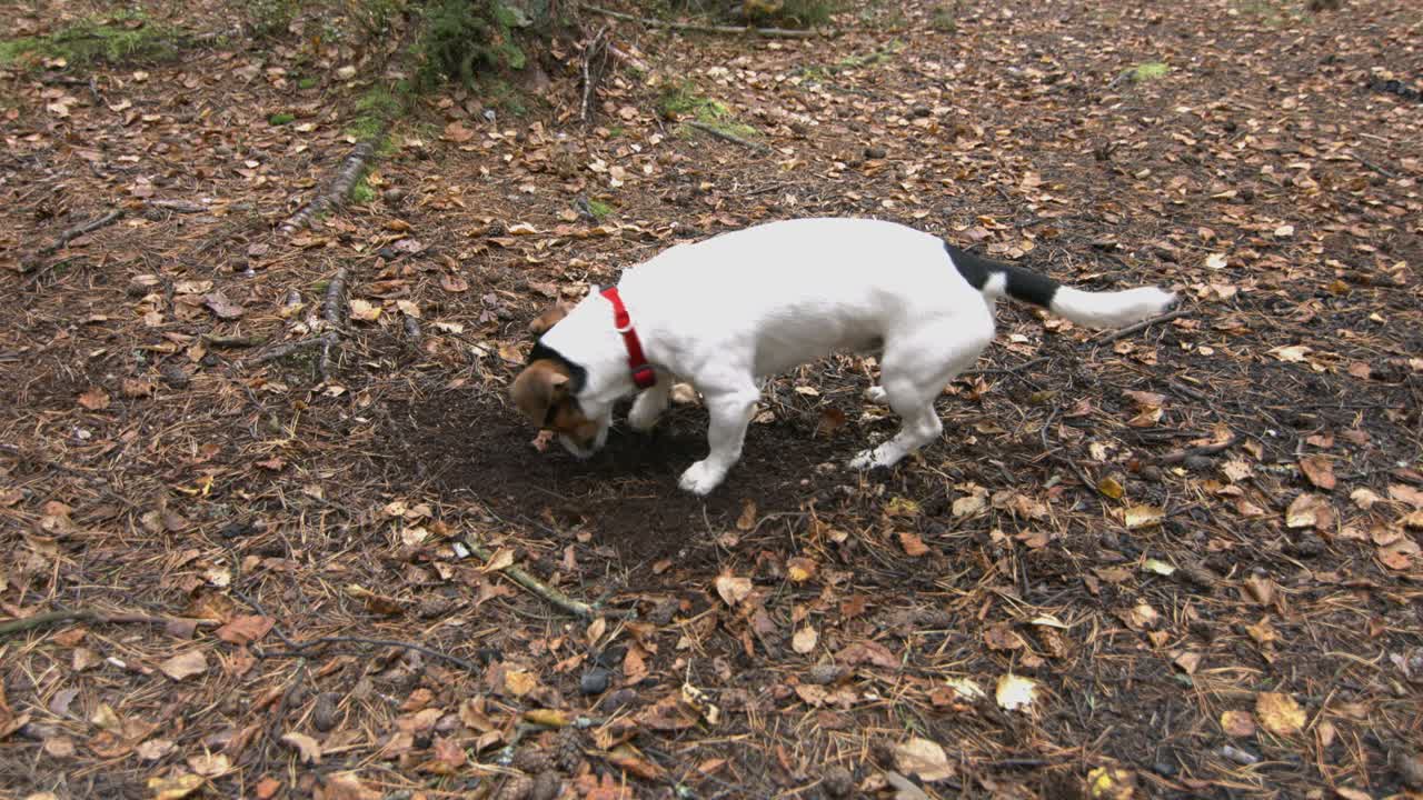 장난감 을 가진 작은 개