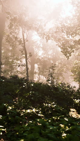 misty forest path