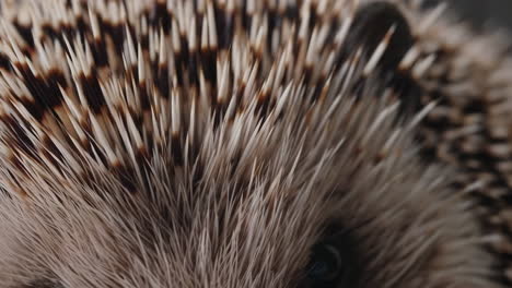 close-up of a hedgehog's spikes