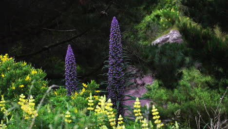 Vibrant-colors-and-calmness-of-New-Zealand-nature,-close-up-static-view