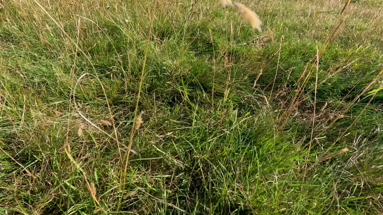 Camera glides over blooming harebells and grasses in sunlit Fife meadow, wide natural landscape